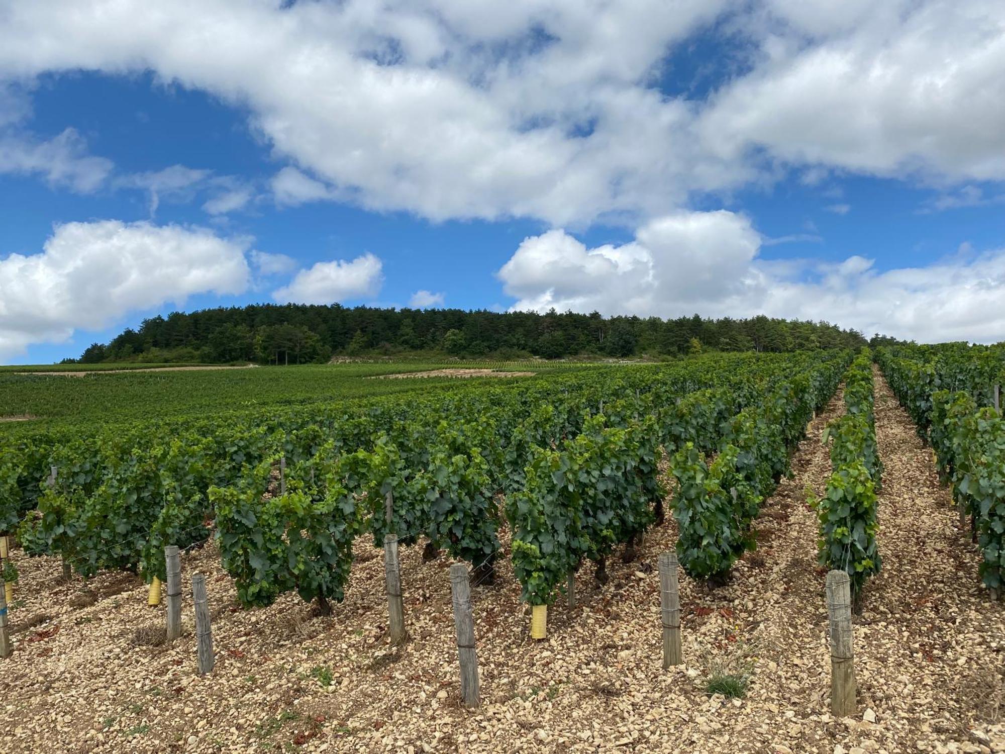 Le Merrain Gite Plein Coeur De Chablis Luaran gambar